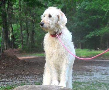 Phoebe, Golden Retriever and Poodle - Standard, adult, available for adoption