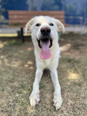 A white dog with its tongue out, sitting on grass in a park.