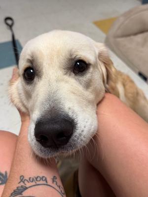 Alexander the Great, Golden Retriever, young, available for adoption