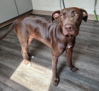 A brown dog standing on a wooden floor, looking directly at the camera with a curious expression.