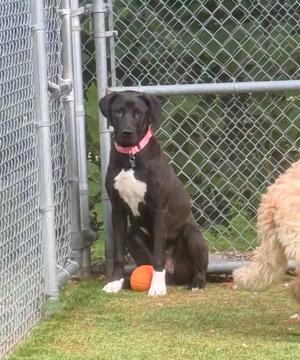 A black dog with a white chest and white paws wearing a pink collar sits on grass next to a chain-link fence with an orange ball between its front legs.