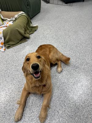 Brody, Golden Retriever, young, available for adoption