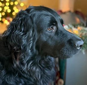 Moose, Golden Retriever and Labrador Retriever, adult, available for adoption