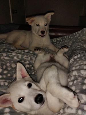 Two white puppies lying on a gray blanket with white polka dots. One puppy is lying on its back with its paws up, while the other is sitting upright and looking at the camera.