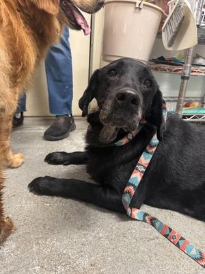 Harper, Labrador Retriever Mix, senior, available for adoption