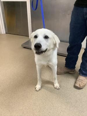 Noelle, Golden Retriever Mix, young, available for adoption