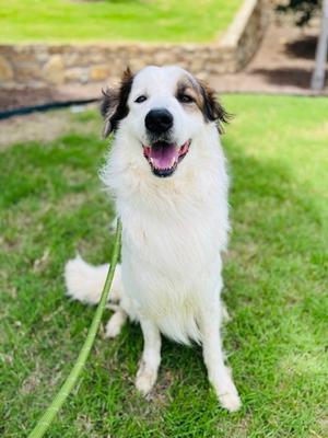 Rico, Golden Retriever and Great Pyrenees, adult, available for adoption
