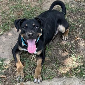 Fungi, Mixed Breed (Small), available for adoption