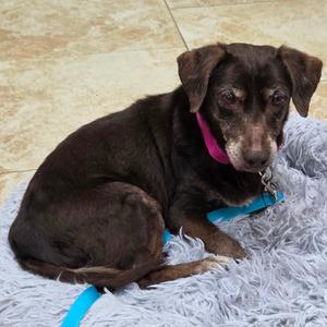 Daffney, Dachshund, Miniature Smooth Haired, senior, available for adoption