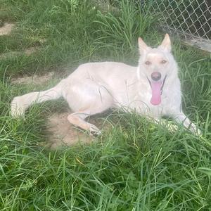 Frosty, Shepherd, adult, available for adoption