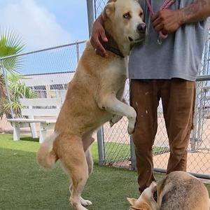Max, Husky, adult, available for adoption