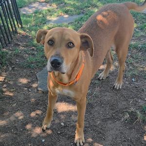 A brown dog with a black nose and brown eyes wearing an orange collar stands on a dirt path in a park.