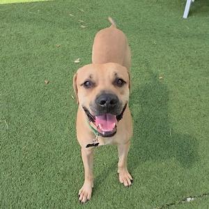 A happy brown dog with a black nose and floppy ears standing on green artificial grass.