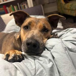 Lil Girl, Mixed Breed (Large), adult, available for adoption