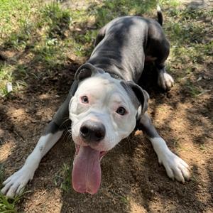 Oreo, Terrier, Bull, adult, available for adoption
