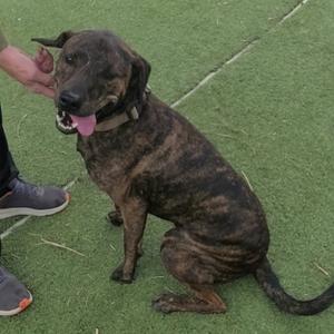 A brindle-colored dog sitting on a green surface, with a person's hand petting its head.