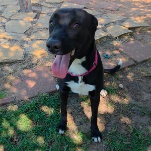 Nefertiti, Mixed Breed (Medium), adult, available for adoption