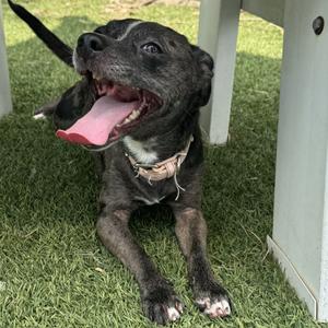 Isla Be There For You, Mixed Breed (Small), adult, available for adoption