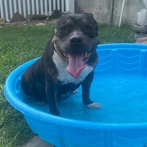 Abraham, Terrier, Pit Bull, senior, available for adoption