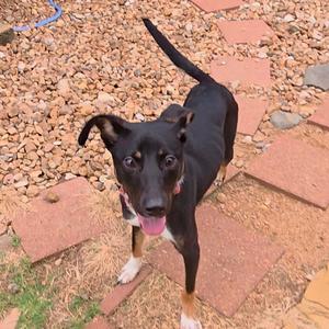 A black dog with white paws and a pink tongue standing on a gravel path.