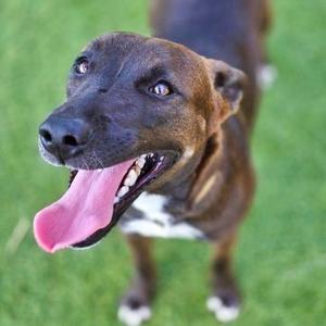 A brown dog with a black face and white paws is standing on green grass, looking up with its mouth open and tongue out.