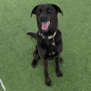 Birdie, Retriever, Labrador, adult, available for adoption
