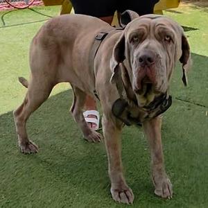 A large brown dog standing on a green artificial turf, wearing a harness and looking directly at the camera.