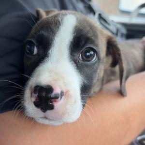 Enchilada, Terrier, Pit Bull, available for adoption