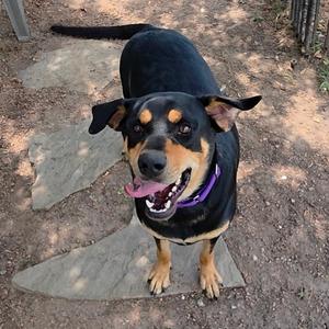 A black and tan dog with floppy ears and a purple collar is standing on a dirt path, looking up with its mouth open and tongue out.
