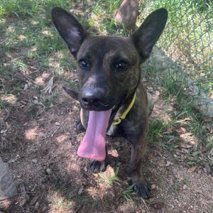 Elphaba, Catahoula Leopard Dog, adult, available for adoption