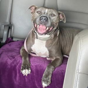Kane, Terrier, American Pit Bull, adult, available for adoption