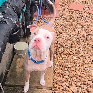 Lola, Terrier, American Pit Bull, available for adoption