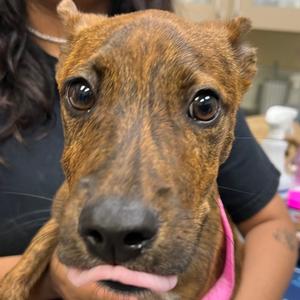 Diojo, Mixed Breed (Medium), available for adoption