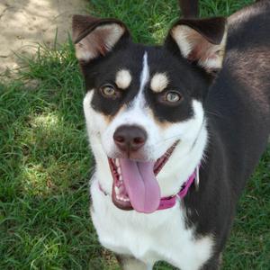 Jitterbug, Mixed Breed (Medium), adult, available for adoption