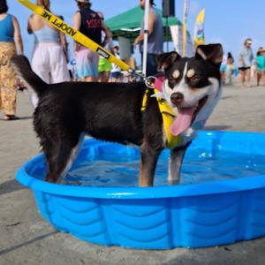 Jitterbug, Terrier, Rat, adult, available for adoption