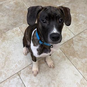 AJ, Mixed Breed (Medium), available for adoption