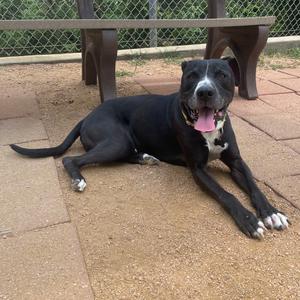 Buster, Terrier, Staffordshire Bull, adult, available for adoption