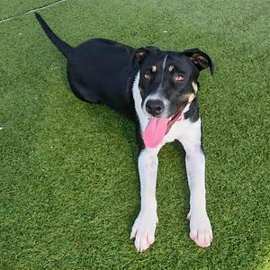 Annie, Terrier, American Staffordshire, available for adoption