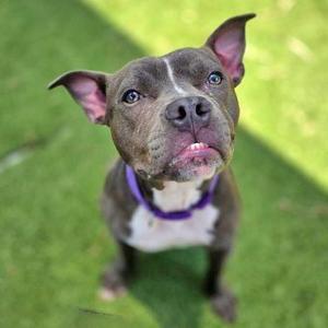 Clara, Bulldog, American, adult, available for adoption