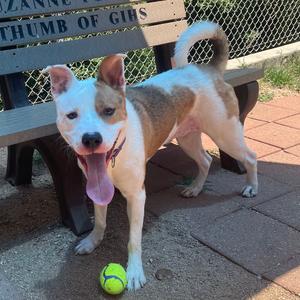 Chico, Terrier, Pit Bull, adult, available for adoption