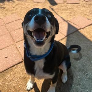 Jameson, Mixed Breed (Medium), adult, available for adoption
