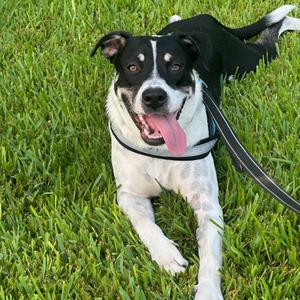 Angus, Mixed Breed (Large), adult, available for adoption