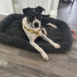 Angus, Terrier, American Staffordshire, available for adoption