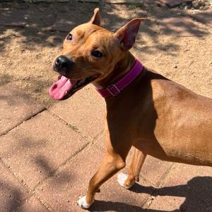 Remi, Mixed Breed (Medium), adult, available for adoption
