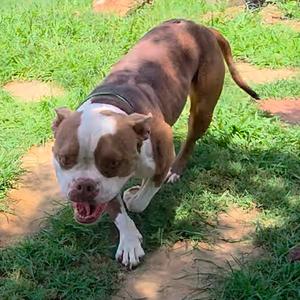 Brody, Bulldog, American, adult, available for adoption