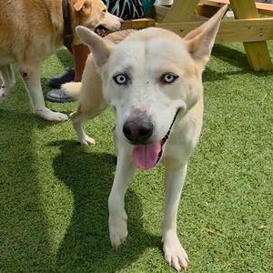 Kiara, Husky, adult, available for adoption