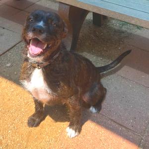 Julius, Terrier, Wire Fox, adult, available for adoption