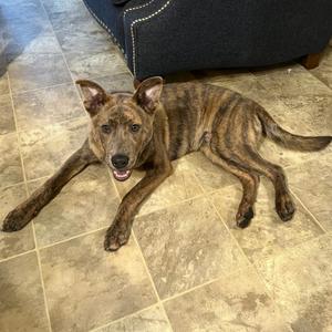 Tank, Mixed Breed (Medium), available for adoption