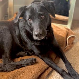 BO, Retriever, Black Labrador, senior, available for adoption