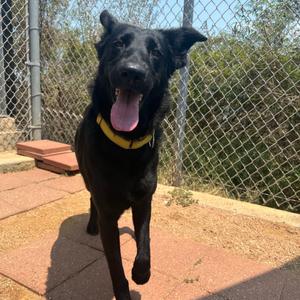 BO, Retriever, Black Labrador, senior, available for adoption